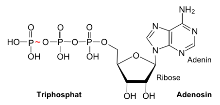 Adenosintriphosphat (ATP)
