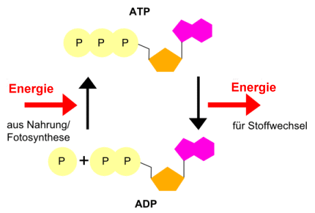 Energieübertragung mit Hilfe von ATP
