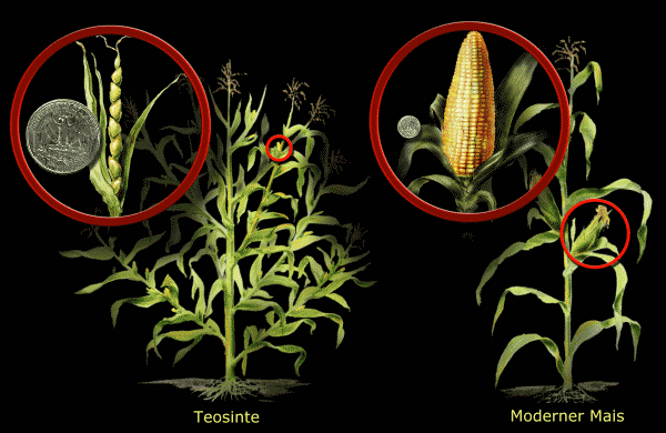 Zeichnung, die gezüchteten Mais im Vergleich zur Wildform zeigt